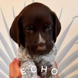 German Shorthaired Pointer Puppies from Buck GSP