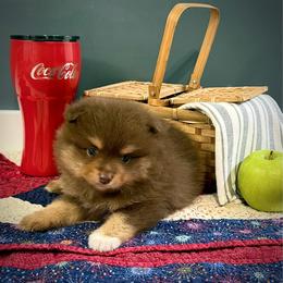 MJ - Chocolate and tan male Pomeranian puppy in Foley, Alabama from Southern Gem's Pomeranian