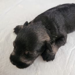 Boy 1 - Salt and pepper Miniature Schnauzer puppy in California from Kings Miniature Schanuzers