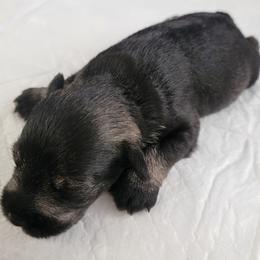 Boy 1 - Salt and pepper Miniature Schnauzer puppy in California from Kings Miniature Schanuzers