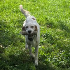 Tony - English Setter