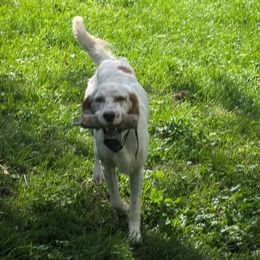 Tony - English Setter