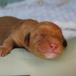 Muffin - Red female Cavapoo puppy in Mountain Grove, Missouri from Dogwood & Sassafras Companions