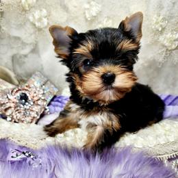 Yorkshire Terrier Puppies from Hetzel’s Enchanted Yorkies (Michigan)