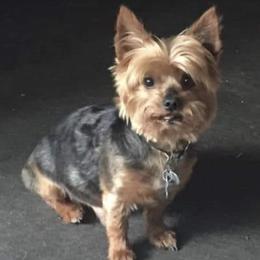 Yorkshire Terriers from Mina's Yorkies