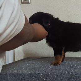 Rottweiler Puppies from Galaxia Rottweilers