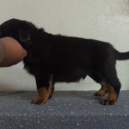 Rottweiler Puppies from Galaxia Rottweilers