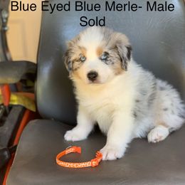 Australian Shepherd Puppies from LIT Aussies
