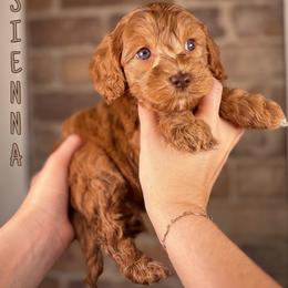 Sienna - Red female Australian Labradoodle puppy in Decatur, Alabama from Southern Meadows Doodles