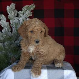 Gus - Red  male Goldendoodle puppy in Apopka, Florida from Rae Precious Puppies