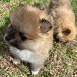Pomeranians from Poms & Pythons