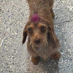 Lou Lou - Chocolate and tan female Dachshund puppy in Coeburn, Virginia from Southern Sweetheart Kennels