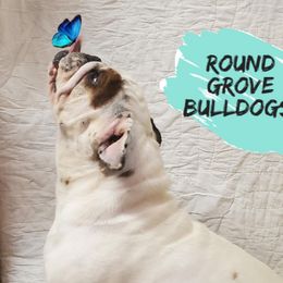 Sheba - Bulldog