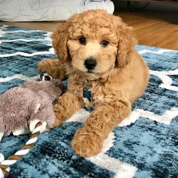 Australian Labradoodle, Double Doodle, Goldendoodle, and Poodle Puppies from Karla Schwarz