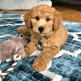 Australian Labradoodle, Double Doodle, Goldendoodle, and Poodle Puppies from Karla Schwarz
