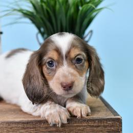 Dapple pie boy - Chocolate and tan male Dachshund puppy in Empire, Alabama from Heart of Dixie Kennel