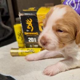 B B - Orange and white female Brittany puppy in Stillwater, Oklahoma from Kennel de Fowler