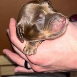 Skippy - Chocolate and tan male Dachshund puppy in Forest Hill, Texas from Ruff n’ Tumble