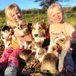 Pembroke Welsh Corgi puppies from Rex Farm Corgis