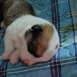 Red Boy 3 - Red male Pembroke Welsh Corgi puppy in Mountain View, Hawaii from Celtic Corgis