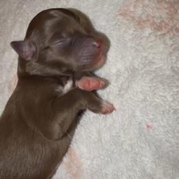 Tulip - Red & white female Australian Shepherd puppy in Windsor, New York from Double B Aussies