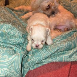 Hope - White female Maltese puppy in Walker County, Georgia from Heltons Little Gems