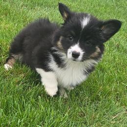 Sissy - Black and tan female American Corgi puppy in Walker, Iowa from Double K Corgis
