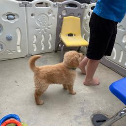 Green collar - Golden male Golden Retriever puppy in Yucaipa, California from Blessed Goldens