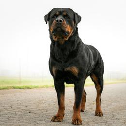 Hera - Rottweiler