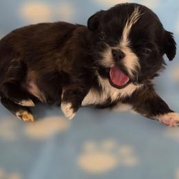 Vegas - Red and white male Shih Tzu puppy in Waynesboro, Pennsylvania from Big Win Shih Tzus
