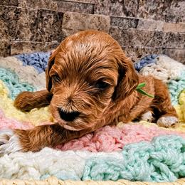 Fillmore - Red  male Goldendoodle puppy in Forest, Ohio from Mini Doodle Buddies