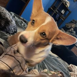 Dachshunds and Pembroke Welsh Corgis from Austin's Pups