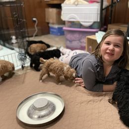 Poodle Puppies from Grandy’s Pretty Poodles