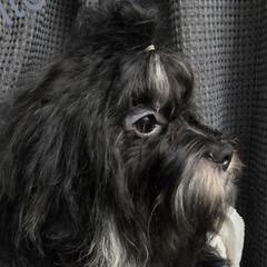 Pilot - Black Russian Tsvetnaya Bolonka puppy in Chicago, Illinois from Simply Bolonka - A Russian Tsvetnaya Bolonka Kennel