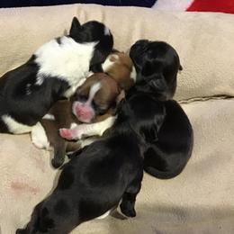 Shih Tzu Puppies from Kelly's Shih Tzus
