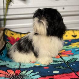 AKC Willow - Black and white female Shih Tzu puppy in Elgin, South Carolina from Silver Bells Paw Prints