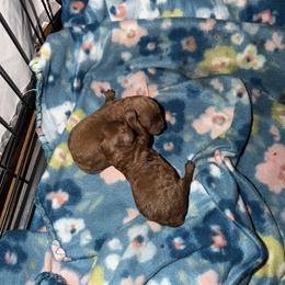 Redford - Red  male Poodle puppy in Ennis, Texas from Johnson Ventures