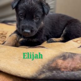 Elijah - Bi-color male German Shepherd puppy in Irvine, Kentucky from Himmelshunde German Shepherds