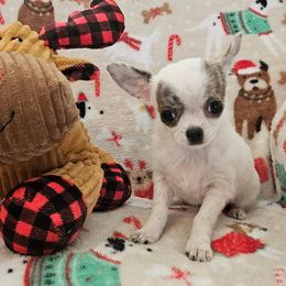 AKC Destiny - female Chihuahua puppy in Newport, Maine from Pinewood Acres Chihuahuas