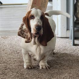 Tauriel - Basset Hound