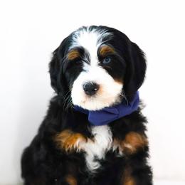Kindness - Black tri-color male Aussiedoodle puppy in Diamond Bar, California from Furrytaildoodles