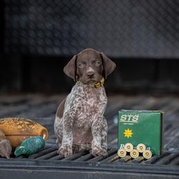 German Shorthaired Pointer and Vizsla Puppies from Nosam Kennels