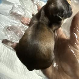 TBD - Chocolate male Shih Tzu puppy in Las Vegas, Nevada from Miracle's Shih Tzus
