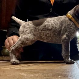 German Shorthaired Pointer Puppies from Dem Feuerhaus Gun Dogs
