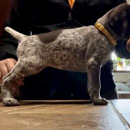 German Shorthaired Pointer Puppies from Dem Feuerhaus Gun Dogs