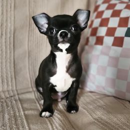 AKC boy 1 - Chihuahua puppy from Nadezhda's Chihuahuas