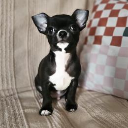 AKC boy 1 - Chihuahua puppy from Nadezhda's Chihuahuas