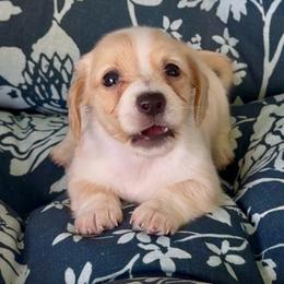 COCONUT Cream piebald - Cream female Dachshund puppy in Fort Pierce, Florida from Meldox