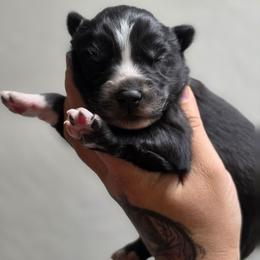 Reze - Black and white female Siberian Husky puppy in Buckeye, Arizona from Anime Huskies