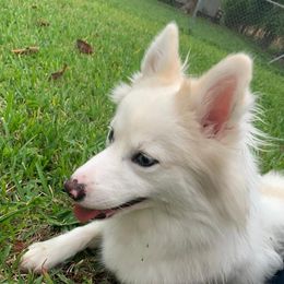 Nova - Pomsky